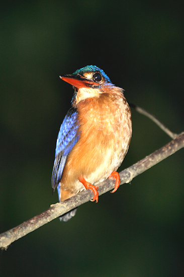 Chestnut-wingedBabbler_Sukau_0254 (137)_m.jpg